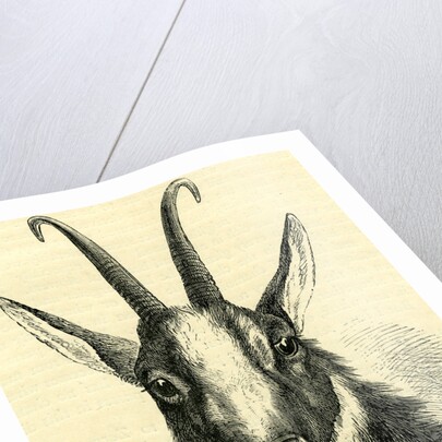 Head of Chamois Switzerland by Anonymous