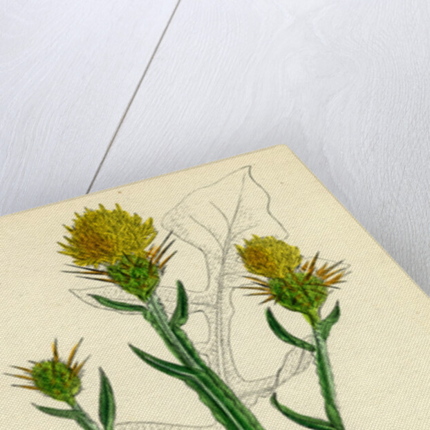 Centaurea Solstitialis St. Barnaby's Thistle by Anonymous