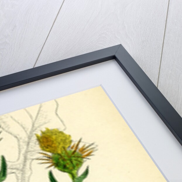 Centaurea Solstitialis St. Barnaby's Thistle by Anonymous