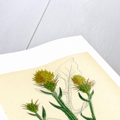 Centaurea Solstitialis St. Barnaby's Thistle by Anonymous