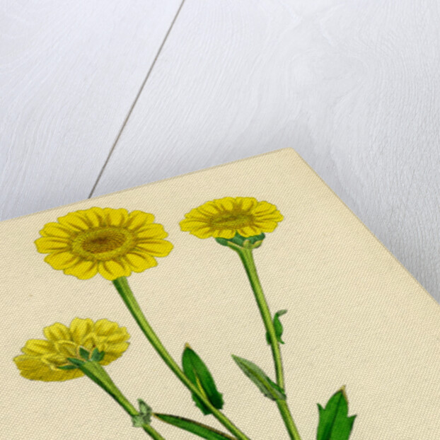 Chrysanthemum Segetum Corn Marigold by Anonymous