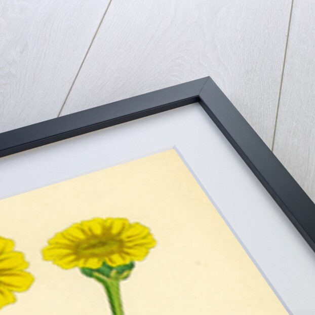 Chrysanthemum Segetum Corn Marigold by Anonymous