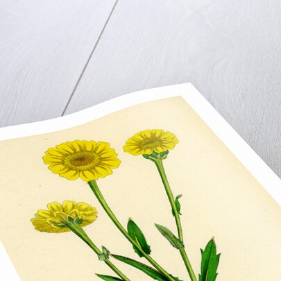 Chrysanthemum Segetum Corn Marigold by Anonymous