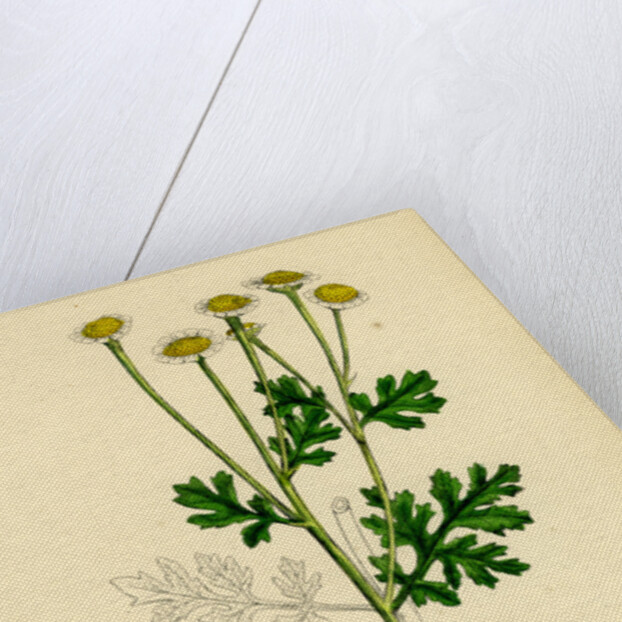 Chrysanthemum Parthenium Common Feverfew by Anonymous