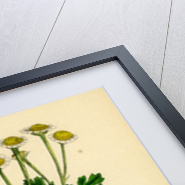 Chrysanthemum Parthenium Common Feverfew by Anonymous