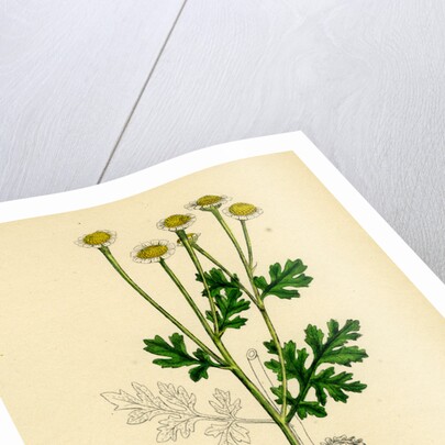 Chrysanthemum Parthenium Common Feverfew by Anonymous