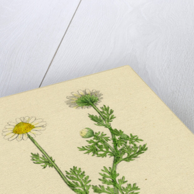 Chrysanthemum Inodorum Var. Maritimum Scentless Mayweed Var. B. by Anonymous