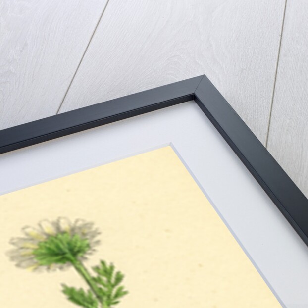 Chrysanthemum Inodorum Var. Maritimum Scentless Mayweed Var. B. by Anonymous