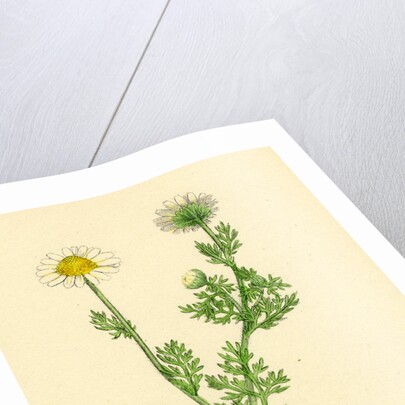 Chrysanthemum Inodorum Var. Maritimum Scentless Mayweed Var. B. by Anonymous