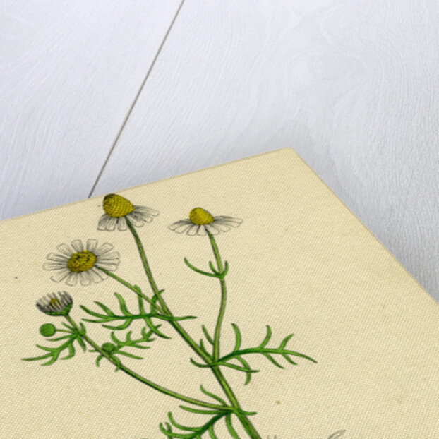 Chrysanthemum Chamomilla Wild Chamomile by Anonymous