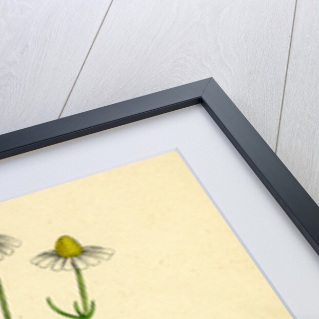 Chrysanthemum Chamomilla Wild Chamomile by Anonymous