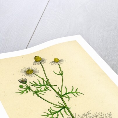 Chrysanthemum Chamomilla Wild Chamomile by Anonymous