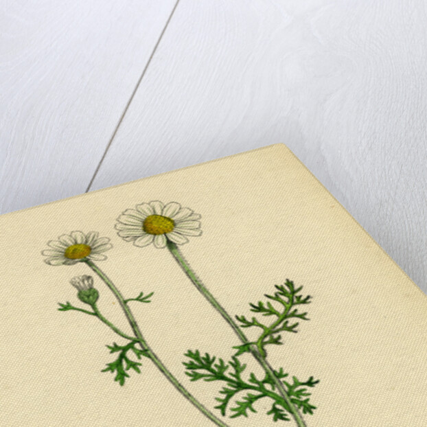 Anthemis Cotula Stinking Mayweed by Anonymous