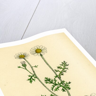 Anthemis Cotula Stinking Mayweed by Anonymous
