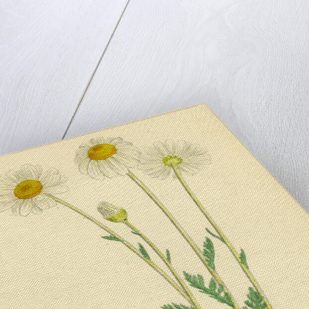 Anthemis Arvensis Var. Genuina Corn Chamomile Var. A. by Anonymous