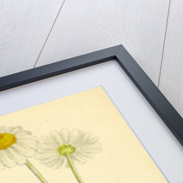 Anthemis Arvensis Var. Genuina Corn Chamomile Var. A. by Anonymous