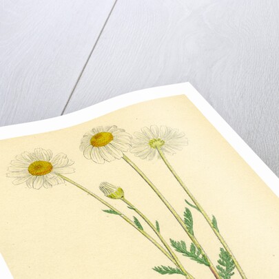 Anthemis Arvensis Var. Genuina Corn Chamomile Var. A. by Anonymous