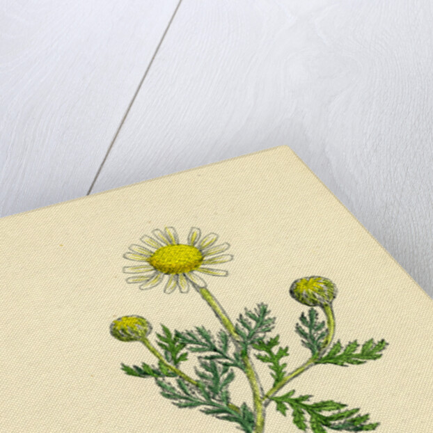 Anthemis Arvensis Var. Anglica Corn Chamomile Var. B. by Anonymous