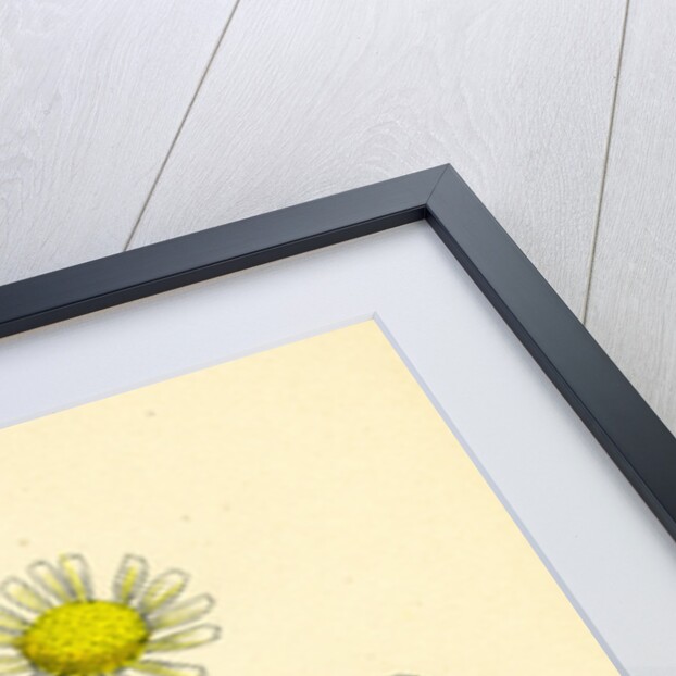 Anthemis Arvensis Var. Anglica Corn Chamomile Var. B. by Anonymous