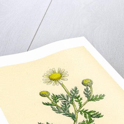 Anthemis Arvensis Var. Anglica Corn Chamomile Var. B. by Anonymous