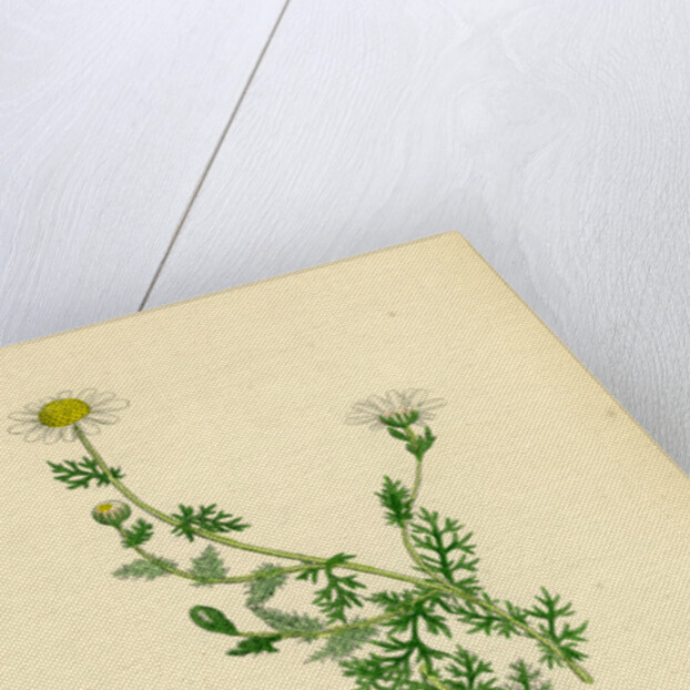 Anthemis Nobilis Common Chamomile by Anonymous