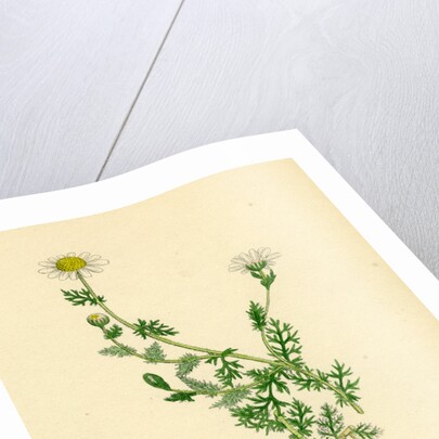 Anthemis Nobilis Common Chamomile by Anonymous