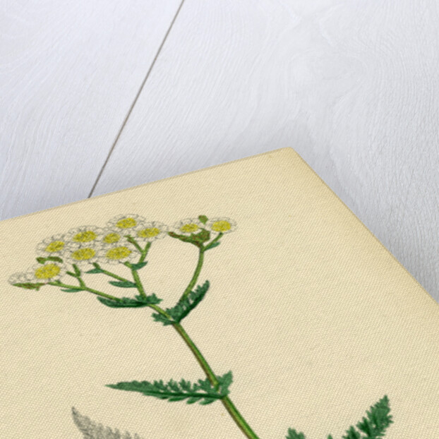 Achillea Millefolium Common Yarrow by Anonymous