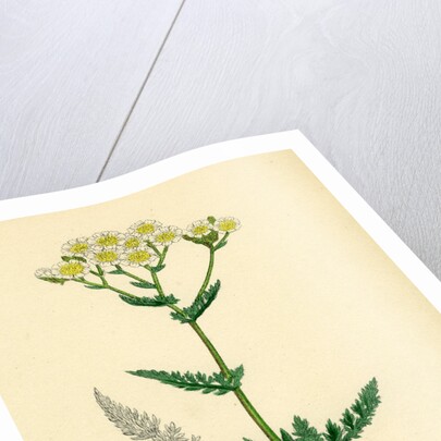 Achillea Millefolium Common Yarrow by Anonymous