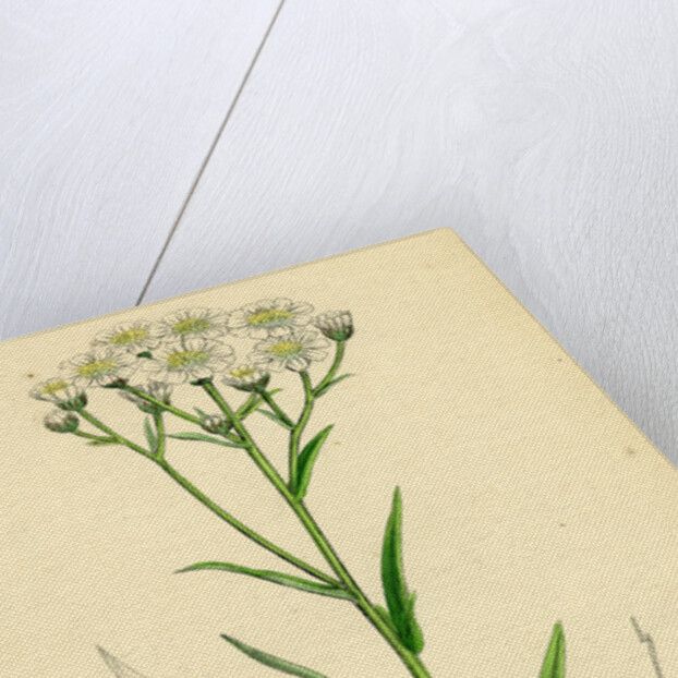 Achillea Ptarmica Sneeze-Wort Yarrow by Anonymous