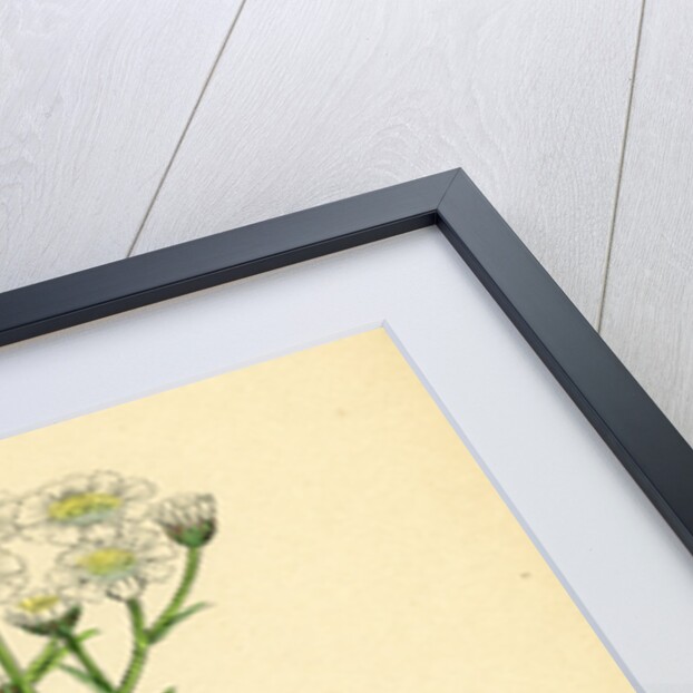 Achillea Ptarmica Sneeze-Wort Yarrow by Anonymous