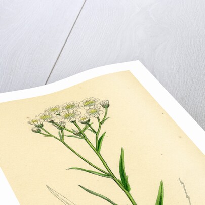 Achillea Ptarmica Sneeze-Wort Yarrow by Anonymous