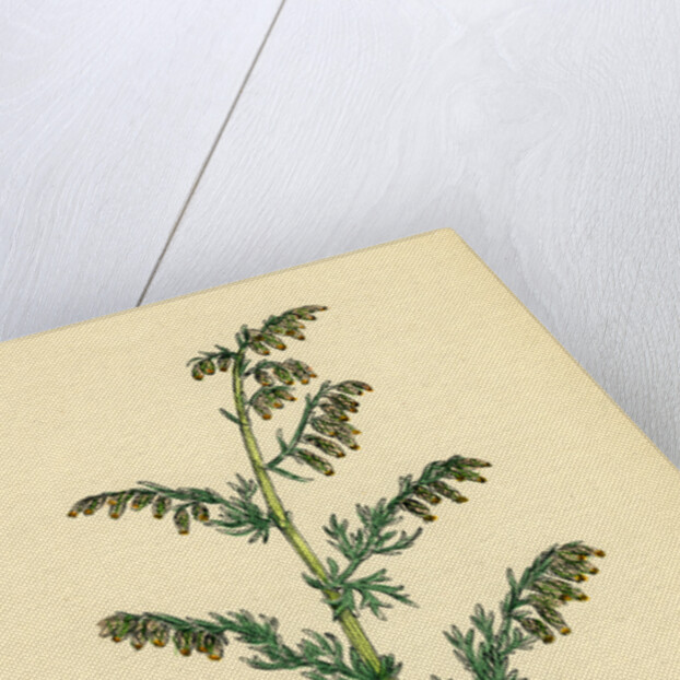 Artemisia Maritima Var. Genuina Sea Wormwood Var. A. by Anonymous