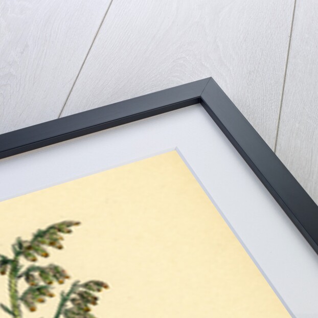 Artemisia Maritima Var. Genuina Sea Wormwood Var. A. by Anonymous