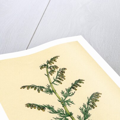 Artemisia Maritima Var. Genuina Sea Wormwood Var. A. by Anonymous