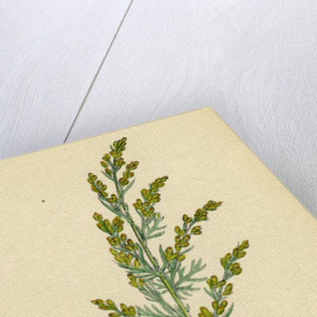 Artemisia Maritima Var. Gallica Sea Wormwood Var. B. by Anonymous