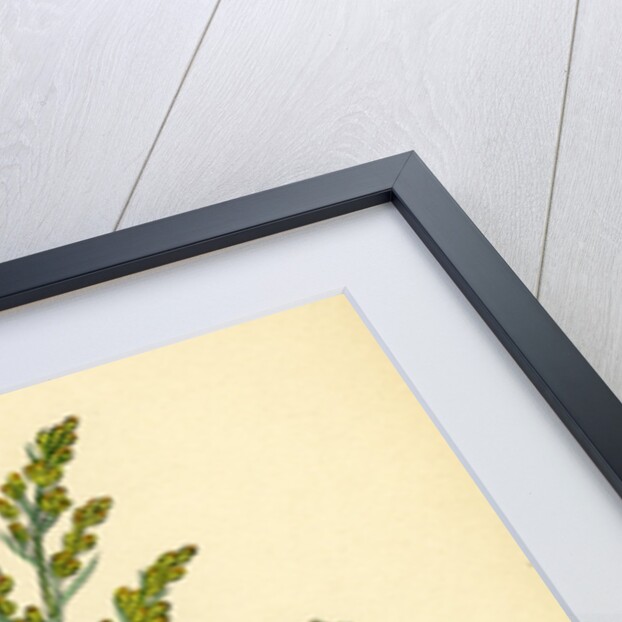 Artemisia Maritima Var. Gallica Sea Wormwood Var. B. by Anonymous