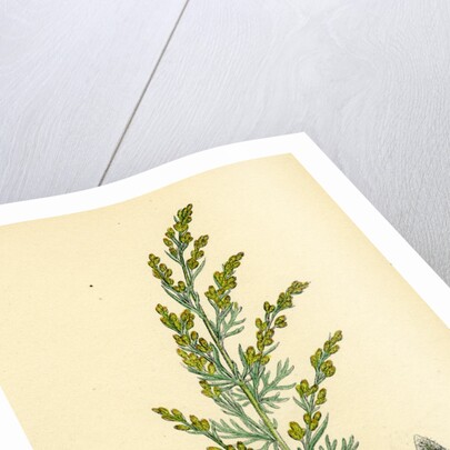 Artemisia Maritima Var. Gallica Sea Wormwood Var. B. by Anonymous