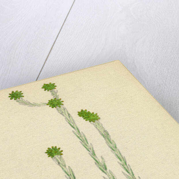 Filago Germanica Common Cudweed by Anonymous