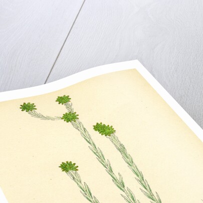 Filago Germanica Common Cudweed by Anonymous