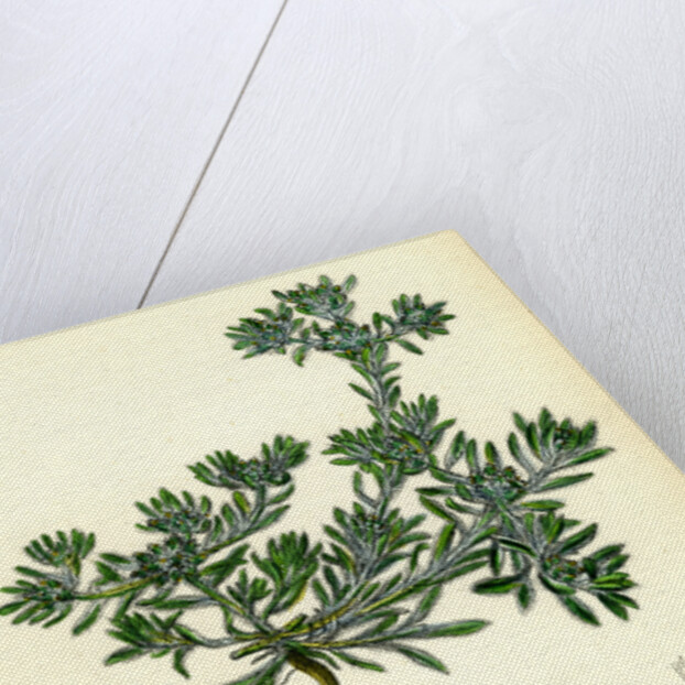 Filago Spathulata Spathulate Cudweed by Anonymous