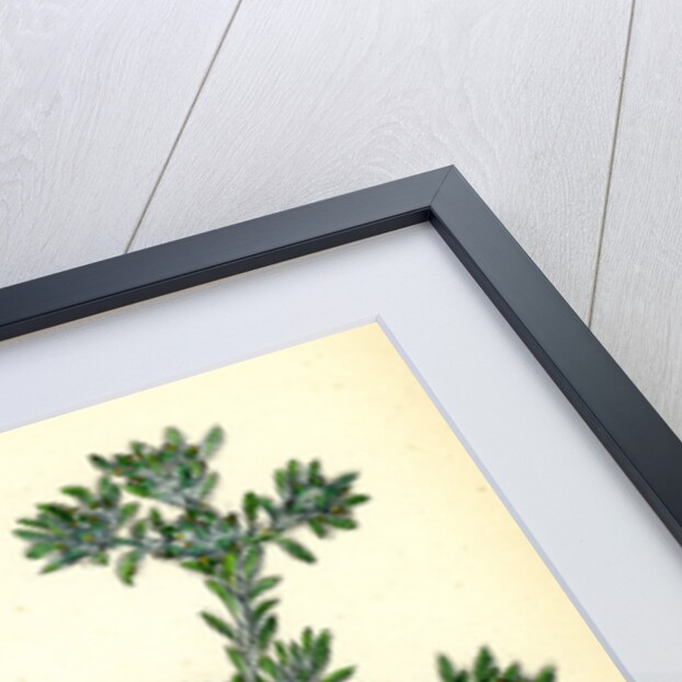 Filago Spathulata Spathulate Cudweed by Anonymous