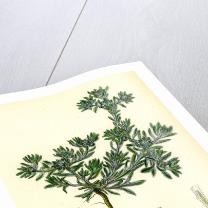 Filago Spathulata Spathulate Cudweed by Anonymous