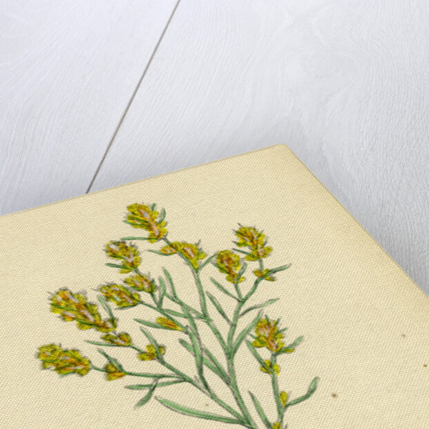 Gnaphalium Uliginosum Marsh Cudweed by Anonymous