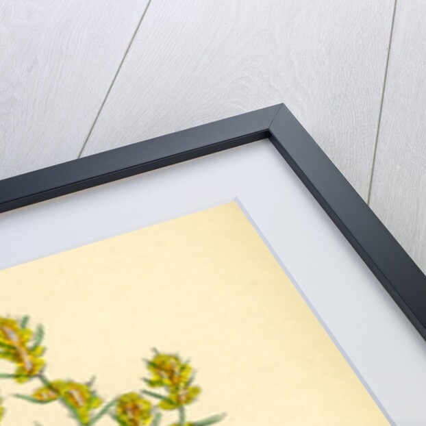 Gnaphalium Uliginosum Marsh Cudweed by Anonymous