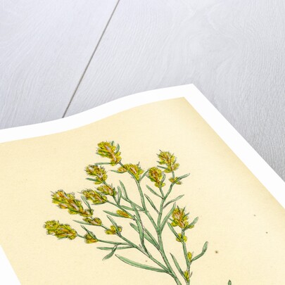 Gnaphalium Uliginosum Marsh Cudweed by Anonymous