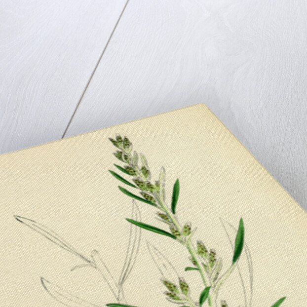 Gnaphalium Sylvaticum Upright Cudweed by Anonymous