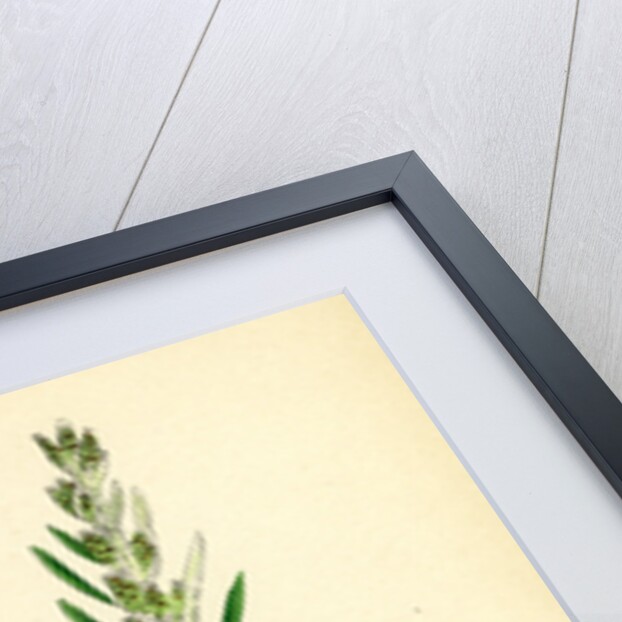 Gnaphalium Sylvaticum Upright Cudweed by Anonymous