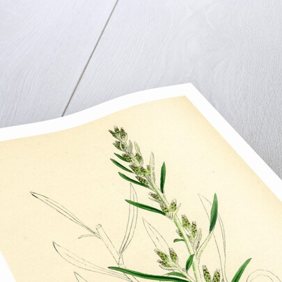 Gnaphalium Sylvaticum Upright Cudweed by Anonymous