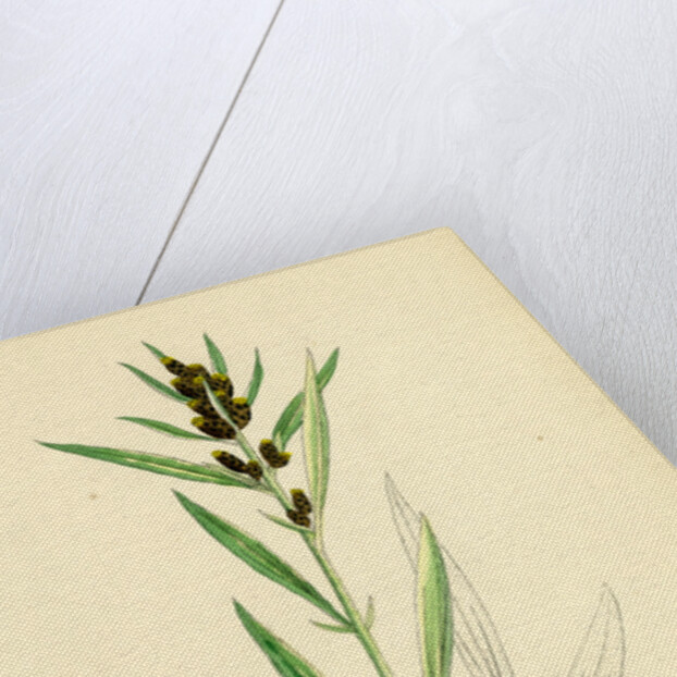 Gnaphalium Norvegicum Highland Cudweed by Anonymous