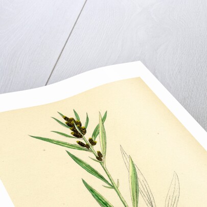 Gnaphalium Norvegicum Highland Cudweed by Anonymous